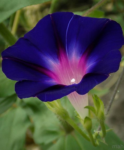 My mamaw always loved Morning Glories. My papaw said they were weeds.  :)   I think I agree with mamaw. Love Morning, Tropical Night, Morning Glory Flowers, Garden Vines, Morning Glories, Flowers Love, Morning Glory, All Flowers, Exotic Flowers