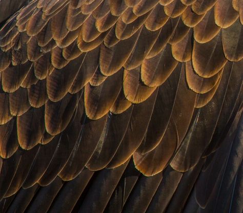 https://flic.kr/p/rpqwZH | Eagle Feathers Owl Wings, Feather Photography, Owl Feather, Website Design Wordpress, Eagle Feathers, Eagle Wings, Brown Bird, Birds Of A Feather, Wordpress Website Design