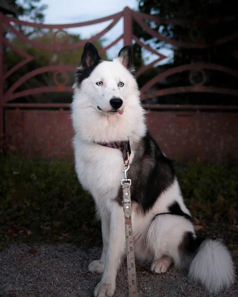 Dog Breed ➡️ YAKUTIAN LAIKA From @shina_kohaku_family Country 🇫🇷 #France #arispedigreeonline 🐶 Moon of Starlight Sweet Devil Kohaku Yakutian Laika Dogs, Yakutian Laika, Laika Dog, Draw Dogs, Sled Dogs, Country France, Akita Inu, Dogs Breeds, Dog Mixes