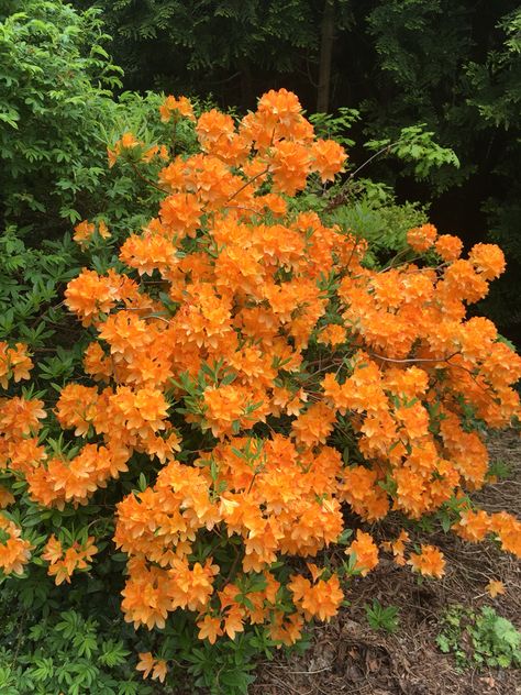 Orange azalea Orange Azalea, Yard Activities, Sunshine Song, Sunshine Songs, Hydrangea Bush, Spring Sunshine, Garden Landscape, Happy Spring, Orange Flowers