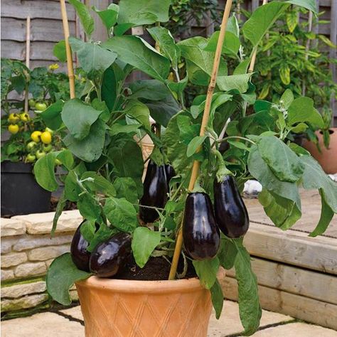 The Eggplant: Pre-Emoji | Culture of Arab Food Growing Eggplant, Eggplant Plant, Plantarea Legumelor, Growing Tomatoes In Containers, Container Vegetables, Indoor Vegetable Gardening, Organic Vegetable Garden, Eggplant Parmesan, Veg Garden