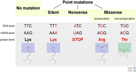 A point mutation is a type of mutation in DNA or RNA, the cell’s genetic material, in which one single nucleotide base is added, deleted or changed. DNA and RNA are made up of many nucleotides. Rna Transcription, Chromosome Structure, Translation Video, Point Mutation, Dna Project, Molecular Genetics, Transcription And Translation, Dna Replication, Dna Sequence