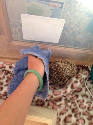 How To: Pick Up Your Hedgehog : 5 Steps - Instructables Pygmy Hedgehog Cage, Diy Hedgehog Toys, Hedgehog Facts, Hedge Hogs, Hedgehog Care, Hedgehog Cage, Hamster Diy, Hedge Hog, Pygmy Hedgehog