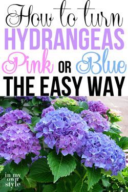 Want to turn hydrangeas pink or blue but don't know how to do it? Look no further...I found the easiest way to do either or to even make them purple |In My Own Style Gardening Vegetables, Hydrangea Care, Growing Hydrangeas, Hydrangea Garden, Pink Or Blue, Own Style, How To Turn, Lawn And Garden, Shade Garden