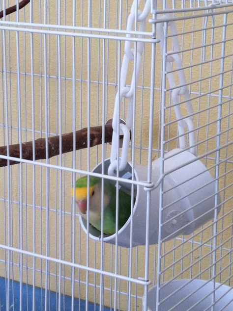 Dutch Blue, Goldie Big Bird Cage, Homemade Bird Toys, Parakeet Care, Cockatiel Toys, Diy Bird Cage, Parakeet Toys, Budgie Toys, Diy Bird Toys, Pet Bird Cage