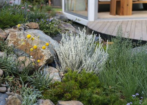 Cottage Front Garden, Natural Ponds, Australian Gardens, Australian Garden Design, Native Gardens, Australian Native Garden, Front Garden Landscape, Front Garden Design, Pond Landscaping