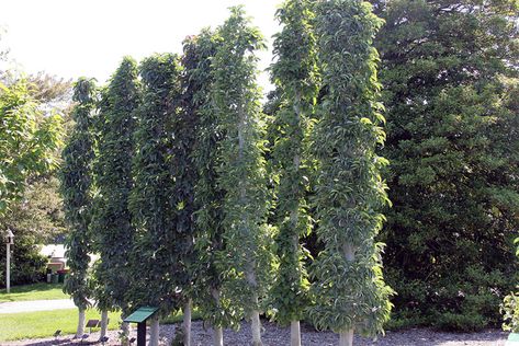 Maximize Vertical Space In Your Urban Orchard - Hobby Farms Trees For Front Yard, Edible Landscape, Nut Trees, Privacy Trees, Columnar Trees, Growing Fruit Trees, Suburban Home, Privacy Landscaping, Garden Vines