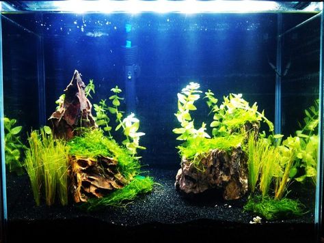 20 g fish tank | 1000+ ideas about Aquarium Sand on Pinterest | Aquarium, Freshwater ... Black Sand Fish Tank, Black Sand Aquarium, Sand Fish Tank, Sand Aquarium, Aquarium Freshwater, Aquarium Inspiration, Fish Tank Ideas, Fish Aquarium Decorations, Aquarium Sand