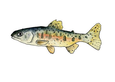 Trout. Pen and ink drawing colored in with gouache. www.briennecosman.com Sea Bass Drawing, Funky Drawing Ideas Easy, Trout Drawing Simple, Funky Fish Drawing, Fish Marker Drawing, Small Fish Drawing, Fish Pen Drawing, Fish Gouache, Fish Painting Easy