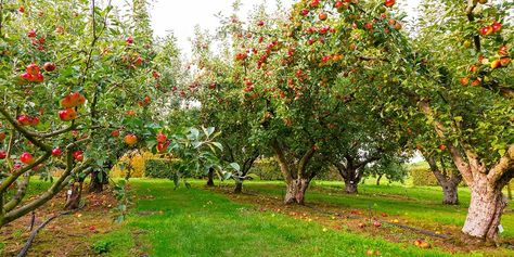 Growing Apple Trees, Hydroponic Tomatoes, Growing Fruit Trees, Forest Garden, Ornamental Trees, Growing Fruit, Deciduous Trees, Best Fruits, Apple Tree