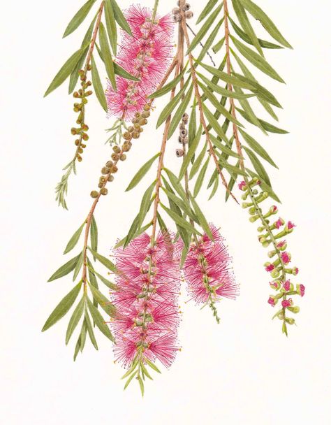 Calistemon - Bottlebrush July 2012 Australian Wildflowers, Australian Flowers, Australian Native Flowers, Australian Native Plants, Australian Flora, Plant Drawing, Botanical Painting, Australian Art, Botanical Drawings