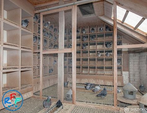 Pigeon Keeping, Loft Design Ideas, Pigeon Coop, Racing Pigeon Lofts, Pigeon Loft Design, Pigeons For Sale, Loft Plans, Pigeon Nest, Pigeon Racing