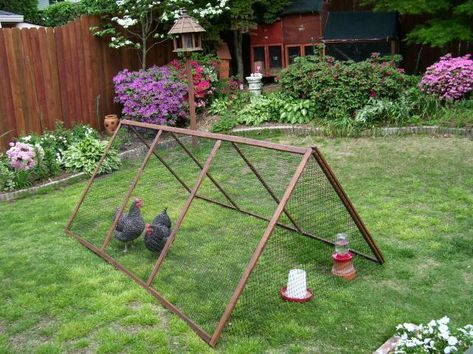 [​IMG] Chicken Tunnels, Chicken Coop Kit, Urban Chicken Farming, Cheap Chicken Coops, Easy Chicken Coop, Portable Chicken Coop, Egg Laying Chickens, Chicken Tractors, Urban Chickens