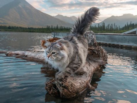 𝐑𝐞𝐢𝐧𝐡𝐚𝐫𝐝𝐭 🧶 on Instagram: “Jumping from log to log to chase those dragonflies 😼 How many do you think I can catch? @siberian_reinhardt #catsofinstagram #siberiancat…” Siberian Cat, Cat Photography, Dragonflies, Cats Of Instagram, Thinking Of You, Log, I Can, Canning, Animals