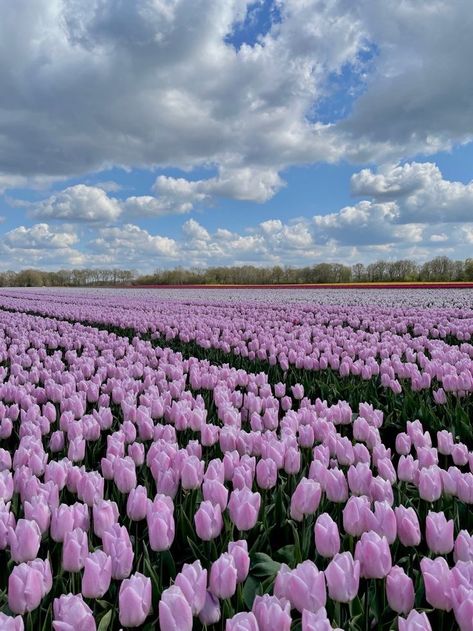 Cute Home Screen Wallpaper, Purple Flowers Wallpaper, Pretty Wallpapers Tumblr, Boquette Flowers, Flowers Photography Wallpaper, Blue Tulips, Pretty Backgrounds, Tulip Fields, Pretty Landscapes