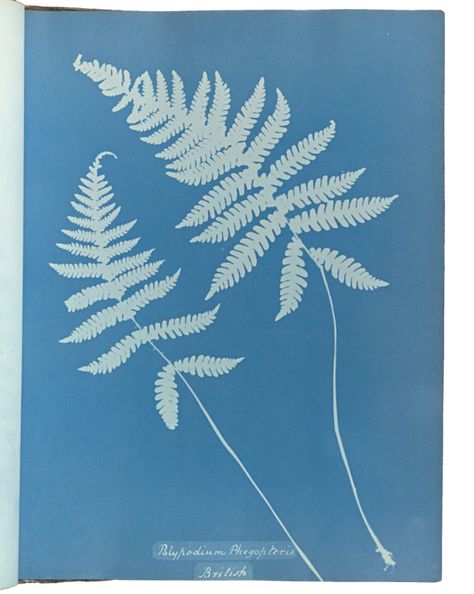 Anna Atkins and the cyanotype process – Smarthistory Anna Atkins, Cyanotype Process, J Paul Getty, Inspirational Photography, Frank Stella, Getty Museum, Modern And Contemporary Art, Simple Things, Museum Collection