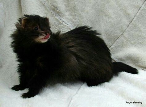 Black Ferret, Baby Ferrets, Funny Ferrets, Pet Ferret, Cute Ferrets, New Environment, Super Cute Animals, Pretty Animals, Silly Animals