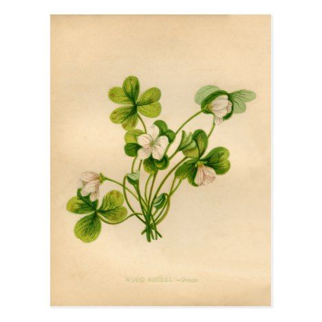 Flower Drawing Vintage, Oxalis Acetosella, Sorrel Plant, Shamrock Plant, Shamrock Flower, Drawing Vintage, Wood Sorrel, Painting Art Projects, Flower Illustration