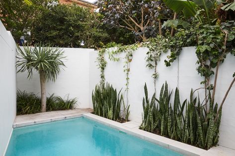 Pool Fencing Landscaping, Pool Bed, Long Planter, Plants For Raised Beds, Bronte Beach, Narrow Garden, Swimming Pool Landscaping, Planter Beds, Small Pool Design