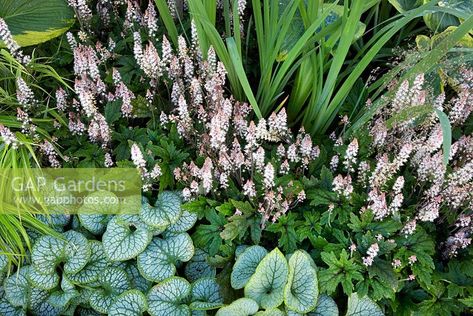 Brunnera macrophylla 'Jack Frost' with 'Tiarella Pink Skyrocket', Hakonechloa macra 'Albo Striata' and Hosta sieboldiana 'Frances Williams' - Vestra Wealth's Vista.  Designer: Paul Martin. Sponsor: Vestra Wealth. Brunnera Jack Frost Companion Plants, Jack Frost Brunnera, Beds 2022, Hosta Sieboldiana, Brunnera Macrophylla, Hakonechloa Macra, Planting Combinations, Paul Martin, Front Yard Plants