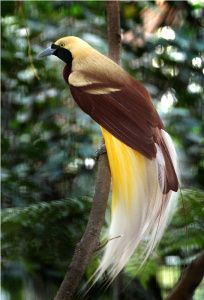 Lorentz National Park , Papua Cenderawasih or Bird of Paradise, endemic species of Indonesia. Heavenly place to see birds of paradise are Lorentz National Park in Papua province. Tattoos Birds, Greater Bird Of Paradise, Indonesia Tourism, Drawing Bird, Tattoo Bird, Rare Dogs, Bird Tattoos, Bird Quotes, Bird Drawing