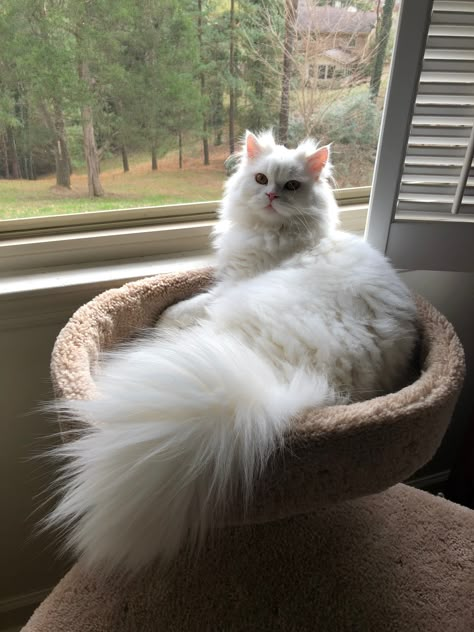 Fluffy White Cat, Angora Cats, Cute Little Kittens, Gorgeous Cats, Pretty Animals, White Cats, Ragdoll Cat, Persian Cat