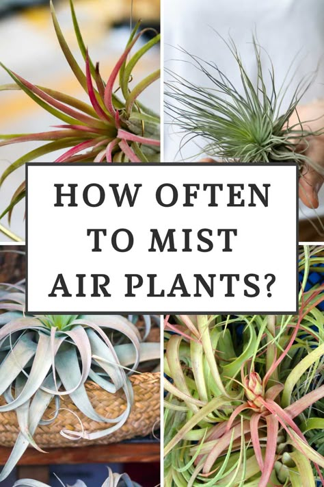 Airplant Care, Air Fern Ideas, Air Plant Spray Diy, Air Plant Arrangements, How To Hang Air Plants, Air Plant Containers, Air Plant Hanging Ideas, Watering Air Plants, Air Plants In Bathroom