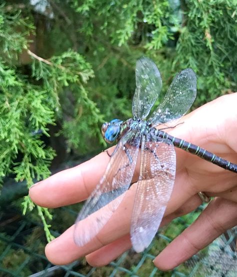 Insects Aesthetic, Bugs Aesthetic, Dragonfly Aesthetic, Bug Aesthetic, Abby Jimenez, Dragon Flys, Part Of Your World, Cool Bugs, Pretty Names