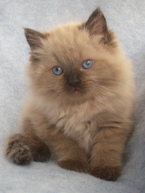 Mink Ragdoll, Ragdoll Cats For Sale, Ragdoll Kittens For Sale, Fur Pattern, Ragdoll Kittens, Ragdoll Cats, Ragdoll Kitten, Cats For Sale, Baby Kittens