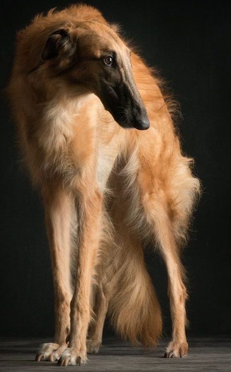 Humor Photography, Russian Wolfhound, Borzoi Dog, Beautiful Dog Breeds, 강아지 그림, Friends Art, Wild Dogs, Dog Images, Dog Photography