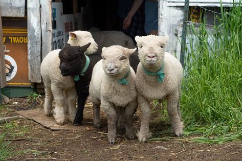 Sheep Fence, Raising Sheep, Babydoll Sheep, Goat House, Livestock Guardian Dog, Livestock Guardian, Sheep Breeds, Mini Farm, Sheep Farm