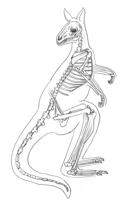 Kangaroo Skeleton, Kangaroo Illustration, Kangaroo Art, Red Kangaroo, Skeleton Anatomy, Skeleton Drawings, Animal Skeletons, Animal Study, Animal Bones