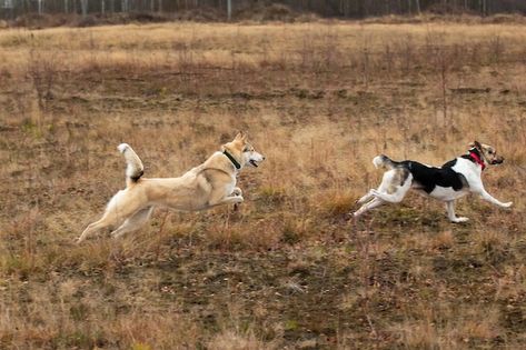 Dogs Playing In Snow, Ruff Riders, Woodland Artwork, Dog Reference, Running Illustration, Dogs Running, Paddle Ideas, Dog Run, Dog Running