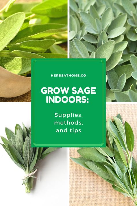 Sage is known for the center stage role it plays at Thanksgiving and Christmas dinners – flavoring poultry dishes and stuffing. The smell alone can invoke memories of holidays spent with family, gathered in the kitchen or around the table. Its strong aroma and overall hardiness make it worth adding a single plant to your indoor collection! Growing Sage Indoors, Grow Sage, Herbs At Home, Growing Sage, Preserving Herbs, Christmas Dinners, Sage Plant, Poultry Dishes, Herb Containers