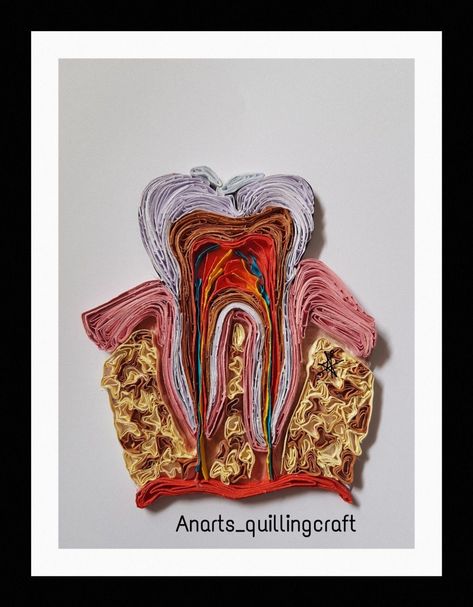 quilling teeth anatomy of teeth dental art dental creativity Teeth Anatomy Art, Endodontics Art, Dental Art Creative, Human Skull Anatomy, Smile Tips, Teeth Anatomy, Teeth Illustration, Dentist Art, Dental Posters