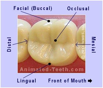 A picture showing the dental surfaces of a molar tooth. Dental Assistant Study Guide, Dental Charting, Tooth Surfaces, Dental Receptionist, Dental Assistant School, Dental Hygienist School, Future Dentist, Dental Assistant Study, Dental Hygiene Student