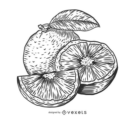 Orange sketch drawing #AD , #Aff, #affiliate, #drawing, #sketch, #Orange Orange Sketch Drawing, Orange Line Drawing, Orange Fruit Drawing, Oranges Drawing, Orange Fruit Art, Orange Sketch, Orange Line Art, Orange Drawing, Drawing Orange