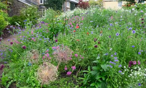 Chaotic gardens are a delight to behold | Gardening advice | The Guardian Garden Loungers, Gardening Advice, Seasonal Garden, Little Garden, North Yorkshire, The Guardian, Secret Garden, Beer, Plants