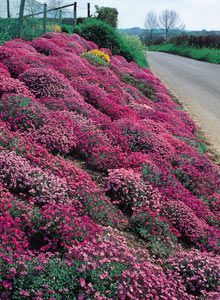 For the ditch? Ground cover plants such as Aubrieta are excellent for steep banks - they suppress weeds, help stabilise the soil and are low maintenance. Low Maintenance Landscape, Landscaping A Slope, Landscape Diy, Hillside Garden, Hillside Landscaping, Ground Covers, Sloped Garden, Low Maintenance Landscaping, Ground Cover Plants