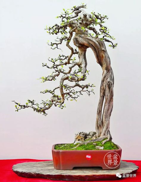 Bunjin Bonsai Style, Bonsai Bunjin, Bougainvillea Bonsai, Bonsai Fruit Tree, Bonsai Nursery, Desert Rose Plant, Bonsai Techniques, Bonsai Styles, Bonsai Art