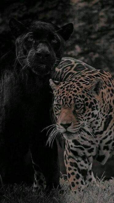 Tiger Photography Wallpaper, Black Jaguar Animal, Jaguar Wallpaper, Jaguar Animal, Wild Animals Pictures, Black Jaguar, Majestic Animals, Animal Cat, Aesthetic Painting