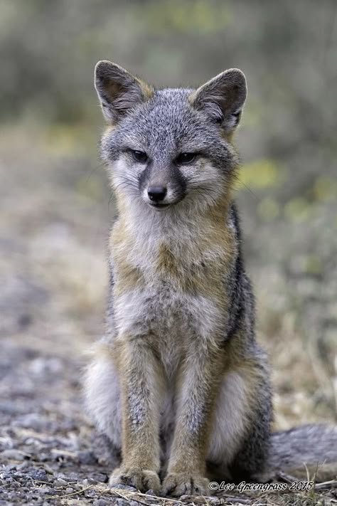 Grey Fox Animal, Grey Fox Aesthetic, Grey Fox Therian, Fox Aesthetic, Funny Horse Pictures, Animal Meanings, Laurel Tree, Foxes Photography, Grey Fox