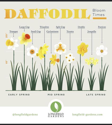 Daffodils Planting, Longfield Gardens, Flower Garden Plans, Daffodil Bulbs, Daffodil Flower, Garden Bulbs, Cut Flower Garden, Spring Bulbs, Garden Designs