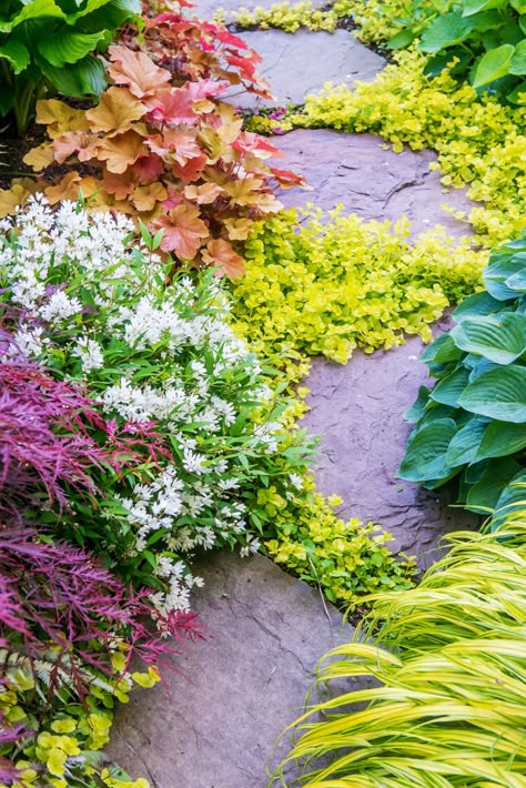 Creeping Jenny Plant, Creeping Jenny, Garden Walkway, Stone Path, Ground Cover Plants, Woodland Garden, Garden Path, Garden Pathway, Plants And Flowers