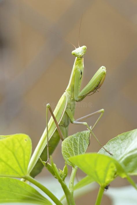 Portraiture of a cute praying mantis stock photos Cute Praying Mantis, Female Praying Mantis, Pet Reference, Flower Mantis, Bird People, North Idaho, Animal Reference, Praying Mantis, Pose For The Camera