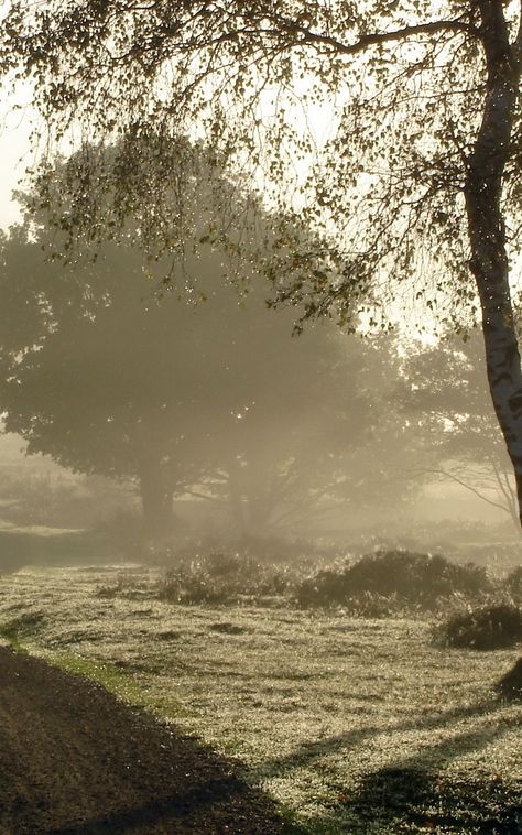 Road Nature, Spring Awakening, Morning Dew, Garden Photography, Future Life, Nature Aesthetic, Early Morning, Resident Evil, Natural World