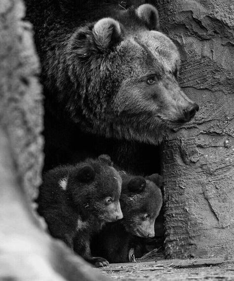 Momma Bear & Her Sweet Babies!! Photo Ours, Tre Kunst, Mother Bears, Bear Cubs, Wildlife Animals, Animal Planet, Animal Photo, Black Bear, Nature Animals