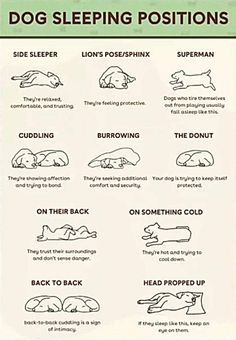 Dog Feelings Chart, Dog Positions Meaning, Dog Sleeping Positions Meaning, Cat Sleeping Positions Meaning, Dog Sleeping Positions, Puppy Development, True Connection, Dog Advice, Puppy Mom