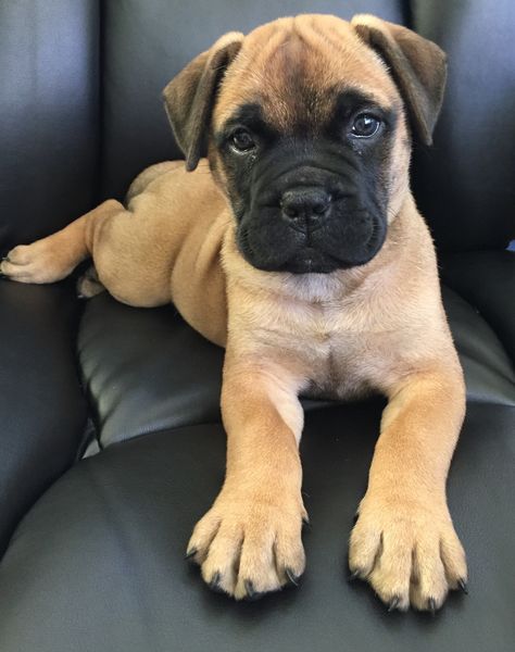 Bullmastiff puppy Bullmastiff Puppies, Bullmastiff Puppy, Pitbull Mix Puppies, Bull Mastiff Puppies, French Mastiff, Mastiff Puppies, Scary Dogs, Rottweiler Puppies, Bull Mastiff