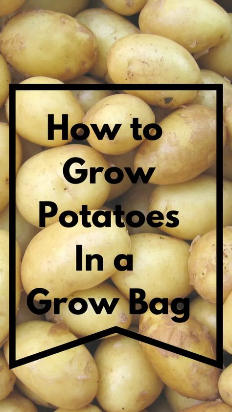 How To Grow Potatoes in Grow Bags and Pots. - HubPages Potato Grow Bag, Growing Potatoes In A Bag, Potatoes In Grow Bags, Container Potatoes, Grow Potatoes, Planting Potatoes, Patio Pots, Growing Potatoes, Grow Bags